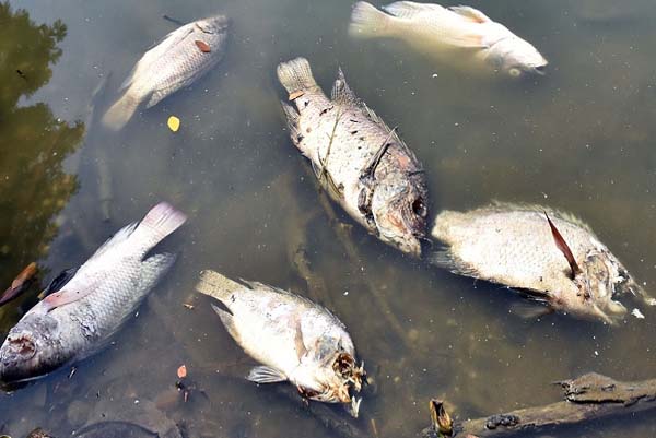 ಇಷ್ಟೊಂದು ಮಾಲಿನ್ಯವಾ? ಹಾರೋಹಳ್ಳಿ ಕೆರೆಯಲ್ಲಿ ಮೀನುಗಳ ಮಾರಣಹೋಮ